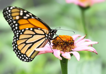 Monarch Butterfly