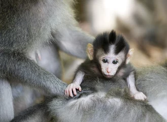 Crédence de cuisine en verre imprimé Singe baby monkey stare