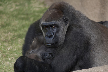 Gorilla Mother and Child 2444
