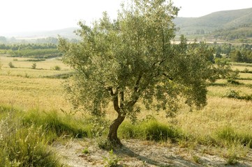 Olive tree field in Spain