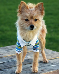 Preppy Puppy