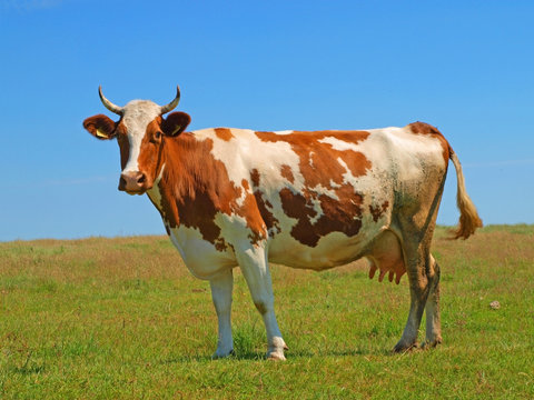 Cow on a pasture