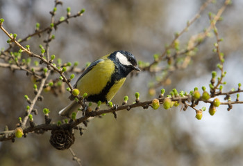Titmouse on a larch branch