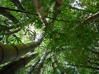 Cercles muraux Bambou Foret de bambou