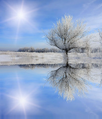 Winter tree near frozen lake