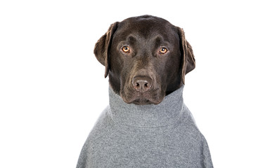 Handsome Chocolate Labrador in Grey Roll Neck Jumper
