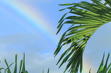 palmier arc-en-ciel