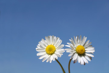 daisies against blue sky