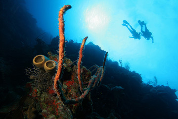 SCUBA divers swimming over corals