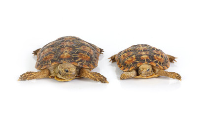 tortoises