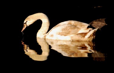 Łabędź © Grzegorz Polak