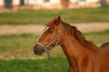 Horse portrait