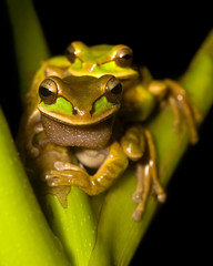tree frogs - 14854232