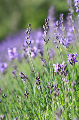 Lavendel