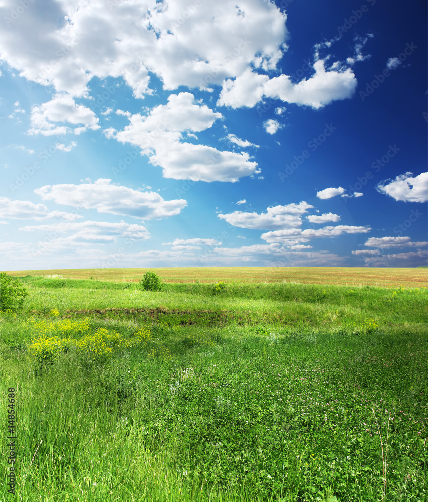 Wall mural green meadow and blue sky with clouds