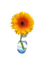 Gerber orange in a glass vase on a white background, isolated