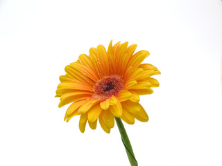 Gerber orange in a glass vase on a white background, isolated