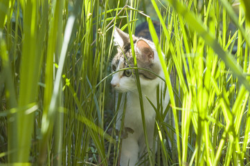 Eine Katze schleicht durch hohes Gras