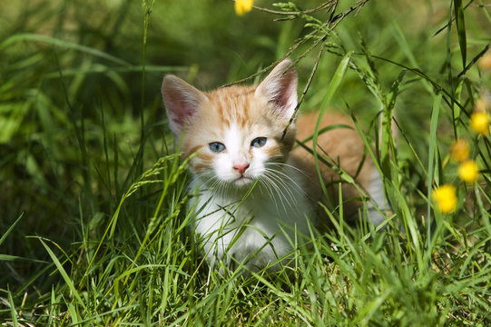 Ein Katzenjunges streift durch den Garten
