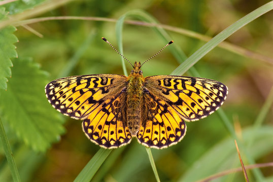 Small Pearl Bordered Fritillary butterfly