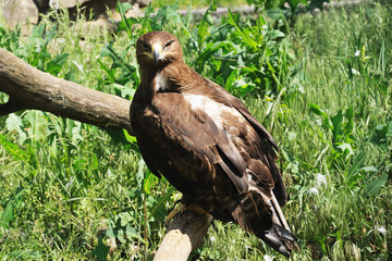 Eagle