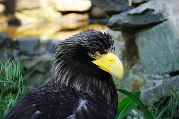Big eagle