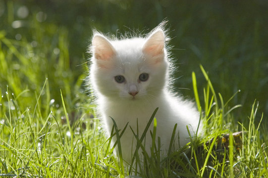 Ein kleines norwegisches Waldkatzen-Baby im Gras