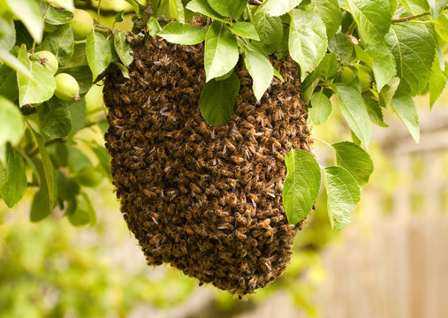 Swarm of uninvited bees