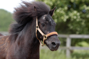 Ein Pony mit wehender Mähne