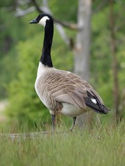 Canada Goose