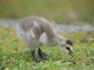 Barnacle Gosling