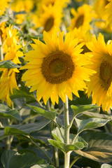 sunflowers