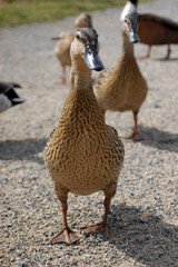 Eine Ente begutachtet den Fotografen