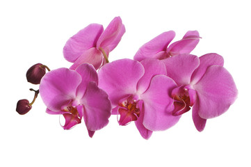Obraz na płótnie Canvas Pink Orchid