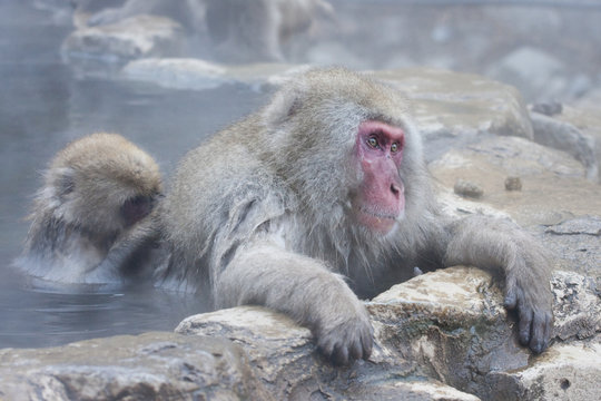 Snow monkeys relaxing in hot spring in Jigokudani, Japan