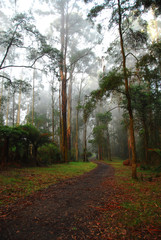 Naklejka premium Track in the forest