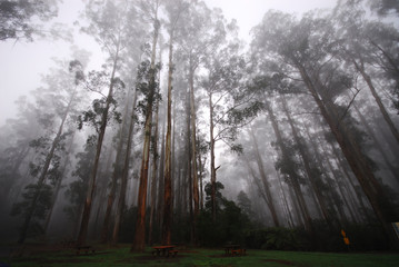 Obraz premium Picnic Ground