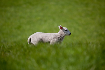Naklejka premium Running Lamb
