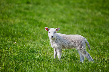 Obraz premium Lamb