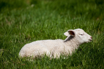 Naklejka premium Sleep Lamb