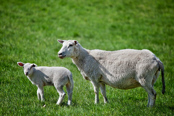 Fototapeta premium Mother Sheep