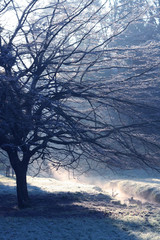 Cold Frosty Tree in The Morning