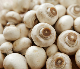 champignons