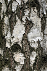 Birch bark