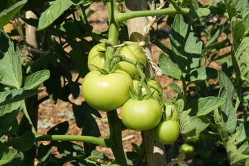 Tomates grappe