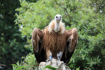 vautour fauve à l'affut