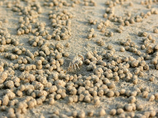 Fototapeta na wymiar Crab in the sand