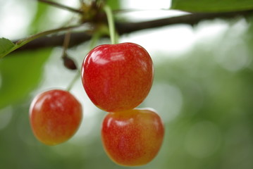 さくらんぼの王様