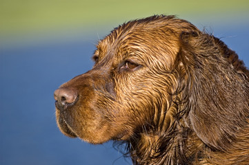 Retrato de golden retriever