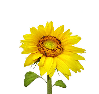 Beautiful sunflower isolated